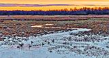 Geese In The Swale At Sunrise_P1230223-5A